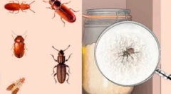 Kako se znebiti napak v omarah v kuhinji